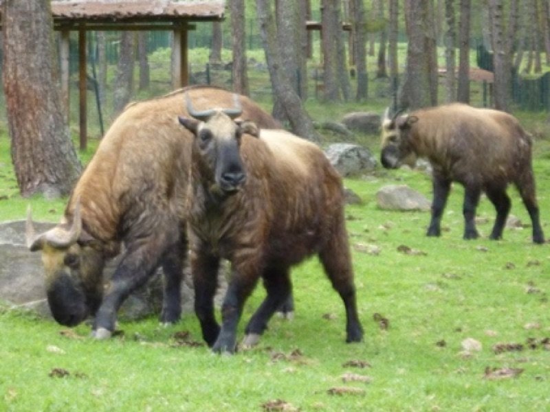 Motithang Takin Preserve