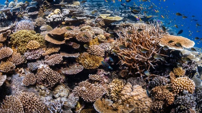 Coral house reef in Baa Atoll, Maldives