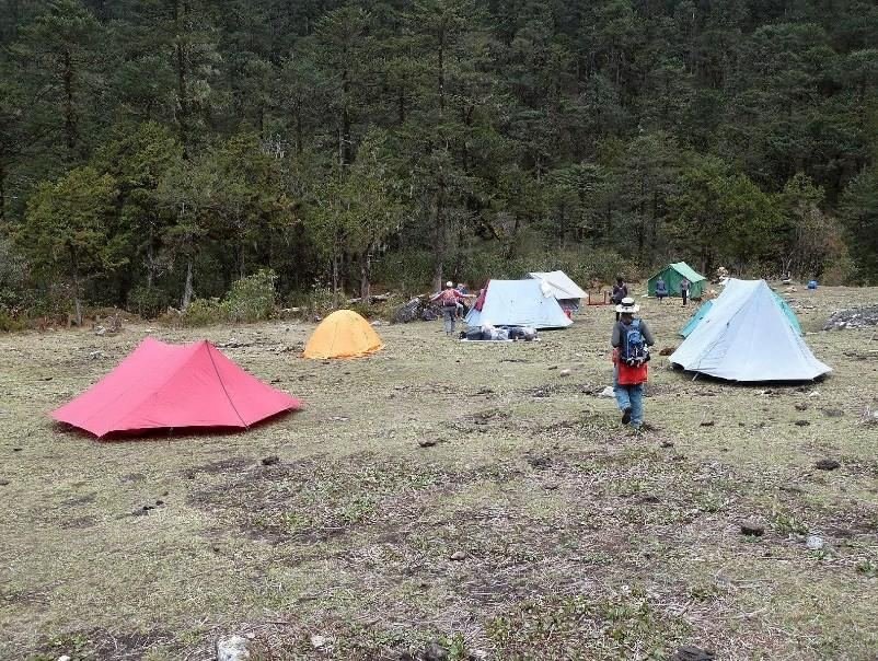 Tents pitched at a forest campsite