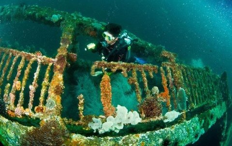Diver swimming over the coral-covered railings of a WWII wreck