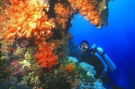 Diver beside a wall of orange soft coral on a Coron reef