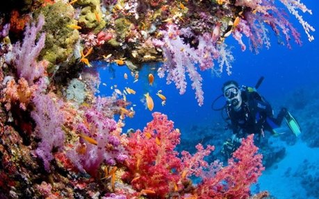 Diver above a garden of pink and red soft corals with reef fish