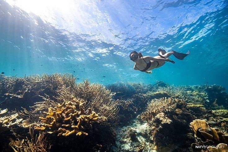 Freediver gliding over a sunlit shallow coral garden