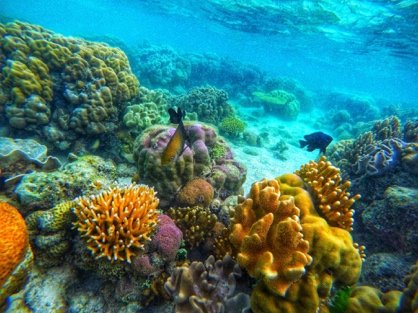 Colourful hard corals and reef fish on a Coron reef