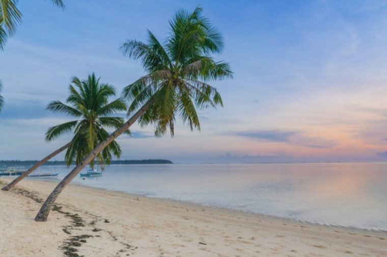 Leaning coconut palms over an empty beach at first light