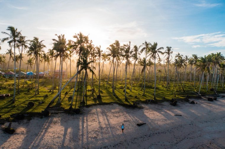 Sunlight through a coconut plantation beside the sand on Siargao