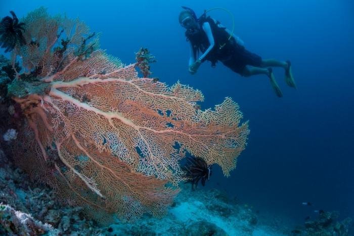 Diver beside a gorgonian fan coral, Baa Atoll