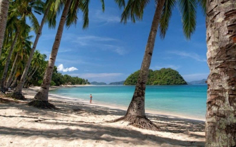 Palm-fringed beach