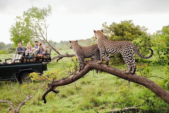 Leopard in Yala National Park