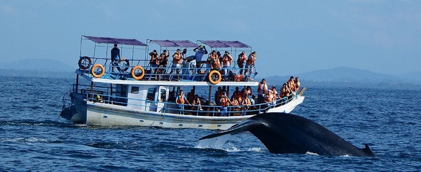 Whale-watching cruise, southern Sri Lanka