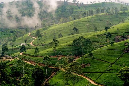 Tea plantations around Hatton