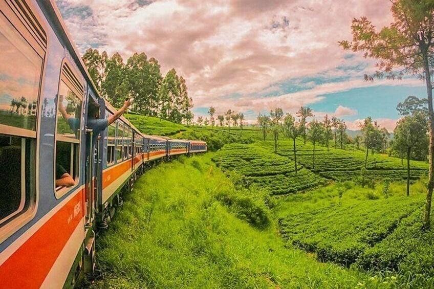 Tea plantations from the train
