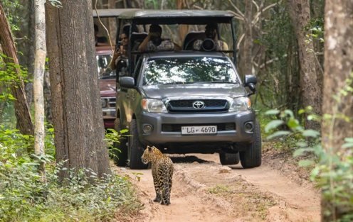 Jeep safari in Wilpattu National Park