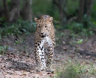 Sri Lankan leopard, Wilpattu