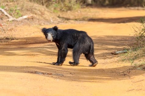 Wilpattu wilderness and natural lakes