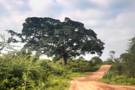 Luxury safari lodge, Udawalawe