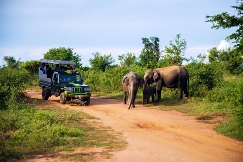 Elephant herd in Udawalawe National Park