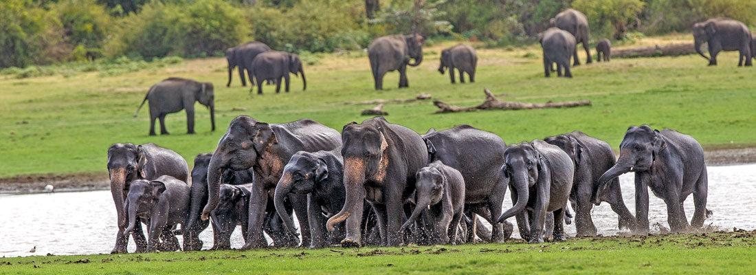 Wild elephants at Udawalawe