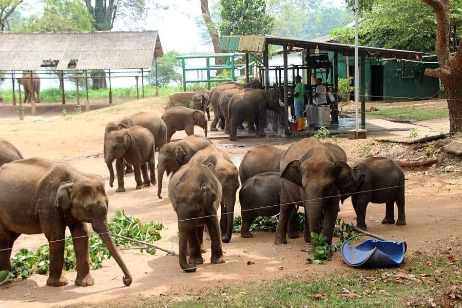 Elephant Transit Home, Udawalawe