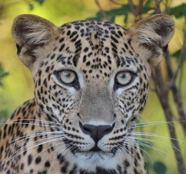 Leopard in Yala National Park