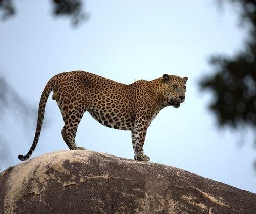 Morning safari in Yala