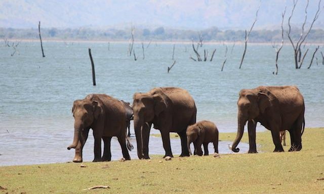 Wild elephant herd beside a reservoir, Sri Lanka